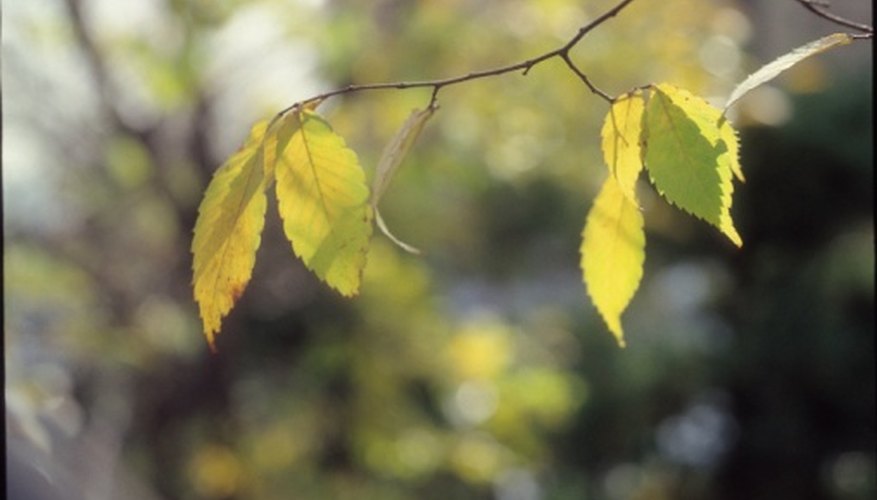 Cooler temperatures can cause leaves of many plant varieties, including Stephanotis, to yellow. Cooler temperatures can cause leaves of many plant varieties, including Stephanotis, to yellow.