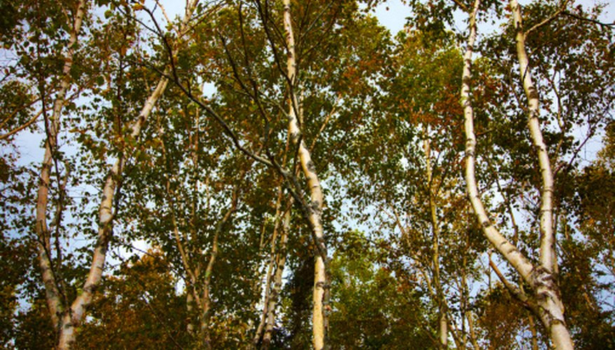 Photo Credit: Thomas Northcut/Photodisc/Getty Images A big tree would make a good jail area.