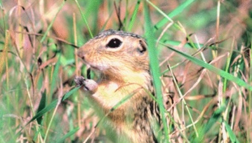 Tunneling rodents cause plant damage. Tunneling rodents cause plant damage.