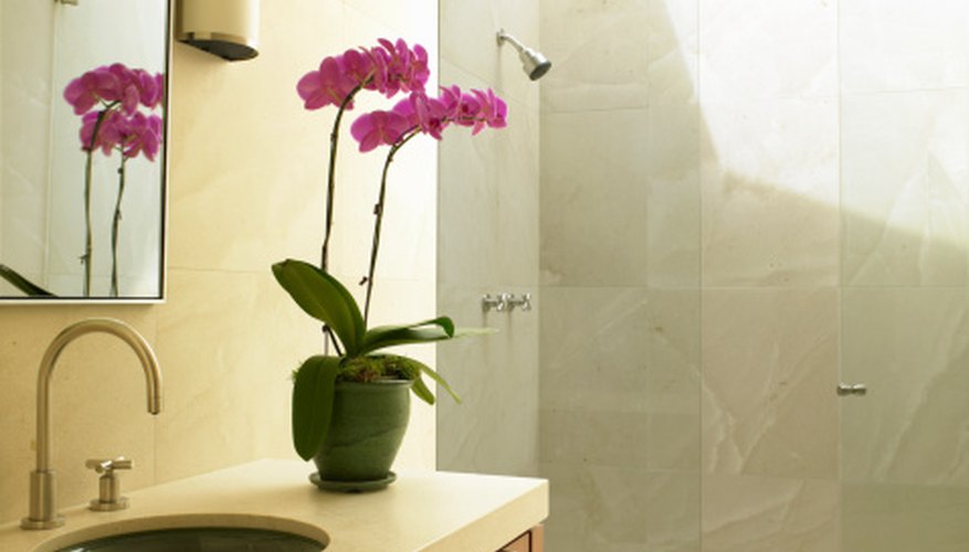 Orchids produce attractive, showy blossoms. Orchids produce attractive, showy blossoms.