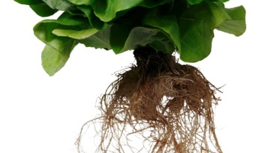 Crispy lettuce has a fibrous root system. Crispy lettuce has a fibrous root system.