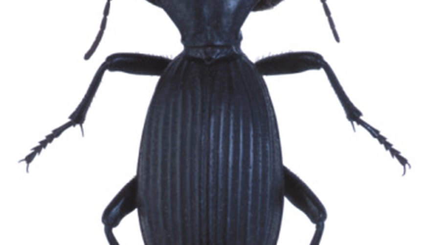 The most commonly found ground beetle. The most commonly found ground beetle.