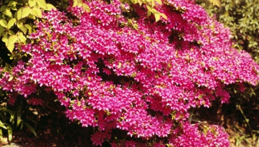 Some small shrubs and bushes are perfect for landscaping. Some small shrubs and bushes are perfect for landscaping.