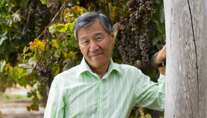 Grape vines are hardy plants with deep roots. Grape vines are hardy plants with deep roots.