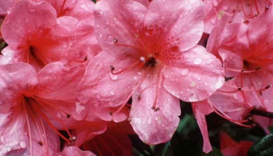 Azaleas can have no scent, a light scent or a heavy fragrance. Azaleas can have no scent, a light scent or a heavy fragrance.