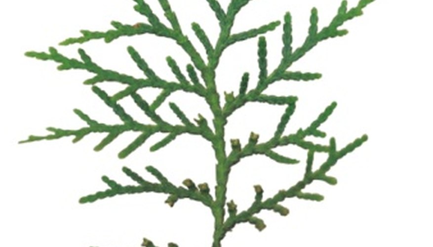 Many species of Thuja can be found. Many species of Thuja can be found.