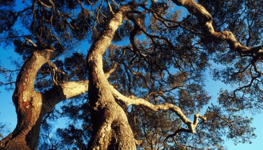 Live oak trees are known for their twisted, sprawling branches. Live oak trees are known for their twisted, sprawling branches.
