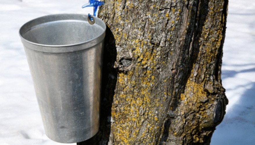 Sugar Maple and Sweetgum trees both provide sap for maple syrup. Sugar Maple and Sweetgum trees both provide sap for maple syrup.