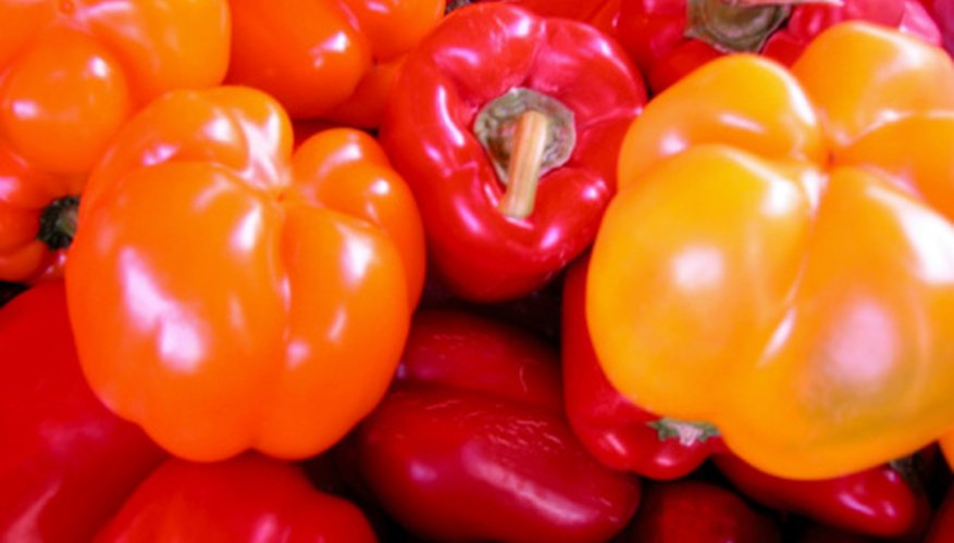 Bell peppers love sun, but they can actually get sun scald. Bell peppers love sun, but they can actually get sun scald.