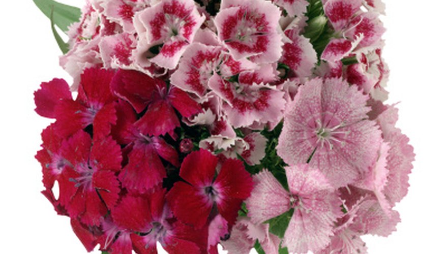Dianthus is drought-tolerant and is an excellent cut flower. Dianthus is drought-tolerant and is an excellent cut flower.