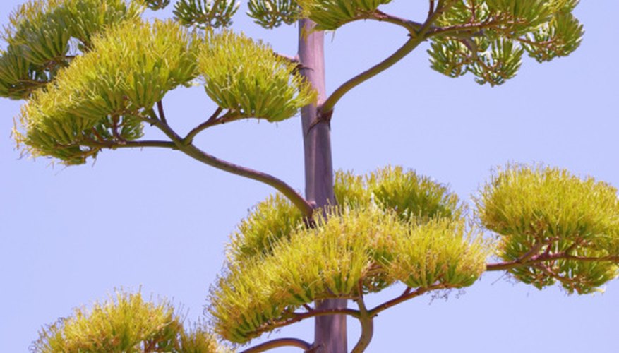Clusters of tiny, stamen-ridden, tubular flowers on an agave inflorescence. Clusters of tiny, stamen-ridden, tubular flowers on an agave inflorescence.