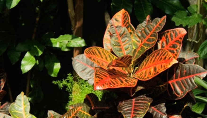 Croton leaves are large, thick and leathery. Croton leaves are large, thick and leathery.
