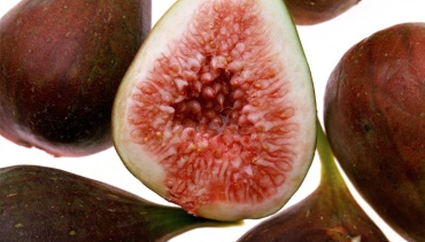 Some figs require special pollinators to properly develop their fruit. Some figs require special pollinators to properly develop their fruit.