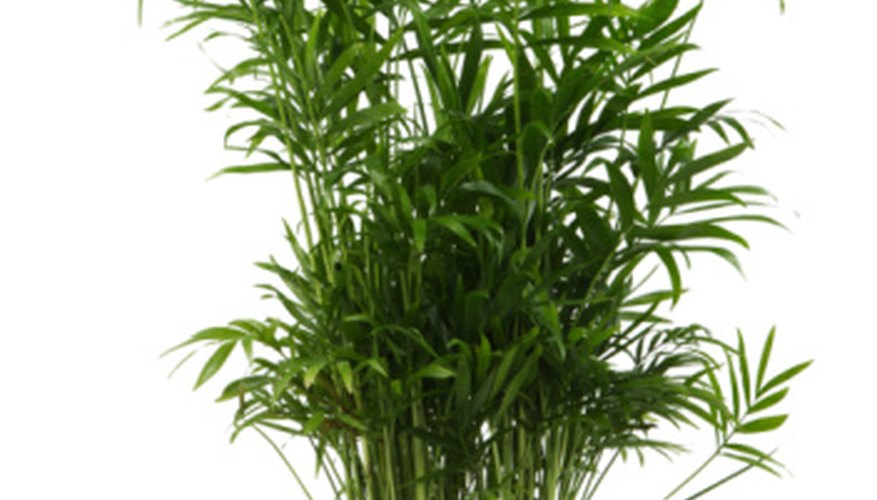 Bamboo requires fertilizer to grow. Bamboo requires fertilizer to grow.