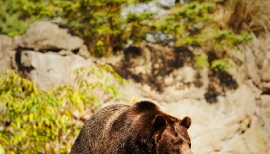 Look for bear images online. Look for bear images online.
