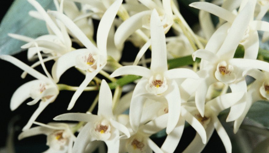 A spray or branching cluster of small orchid blossoms. A spray or branching cluster of small orchid blossoms.
