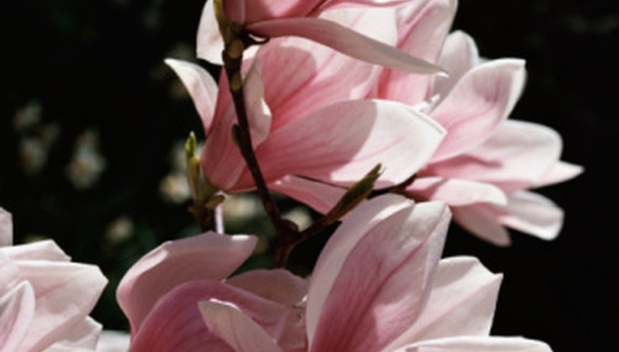 The magnoila is most easily identified by its flowers. The magnoila is most easily identified by its flowers.