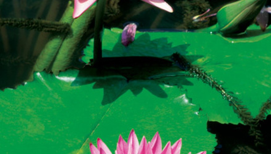 Bog plants will thrive in your homemade waterfall. Bog plants will thrive in your homemade waterfall.