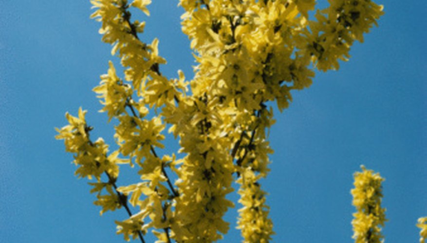 The forsythia, or yellow bell shrub, is among the first shrubs to bloom in early spring. The forsythia, or yellow bell shrub, is among the first shrubs to bloom in early spring.
