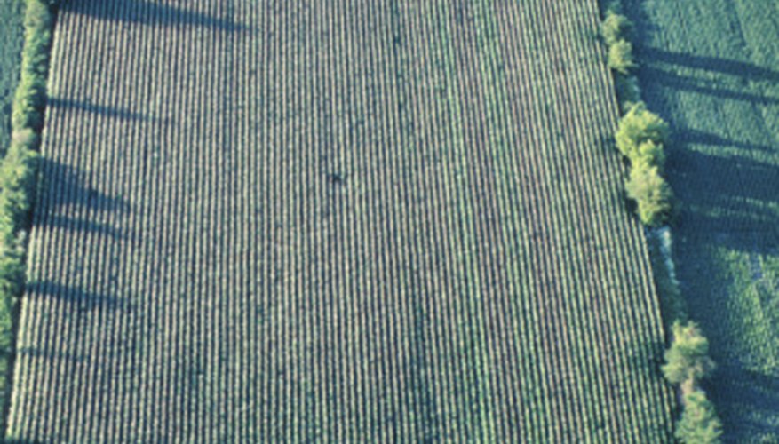 A windbreak made by planting rows of trees around crops stops wind erosion of topsoil. A windbreak made by planting rows of trees around crops stops wind erosion of topsoil.