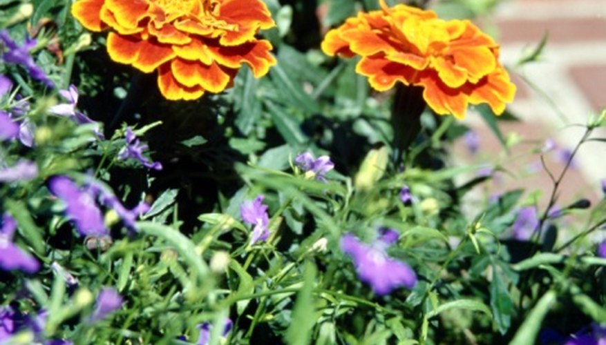 Bicolored French marigolds contrast with the purple of lobelia flowers. Bicolored French marigolds contrast with the purple of lobelia flowers.