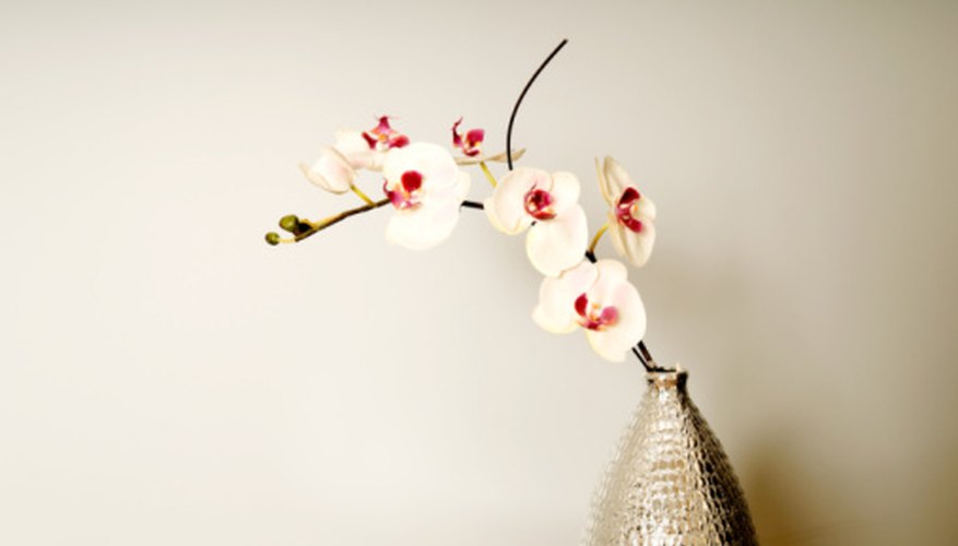 Orchids are picky about their growing conditions. Orchids are picky about their growing conditions.