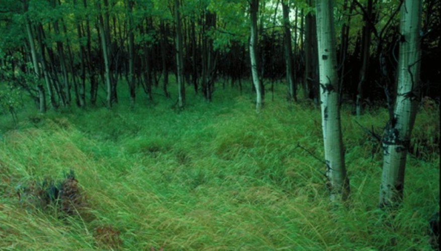 Terrestrial ecosystems are land-based ecosystems. Terrestrial ecosystems are land-based ecosystems.
