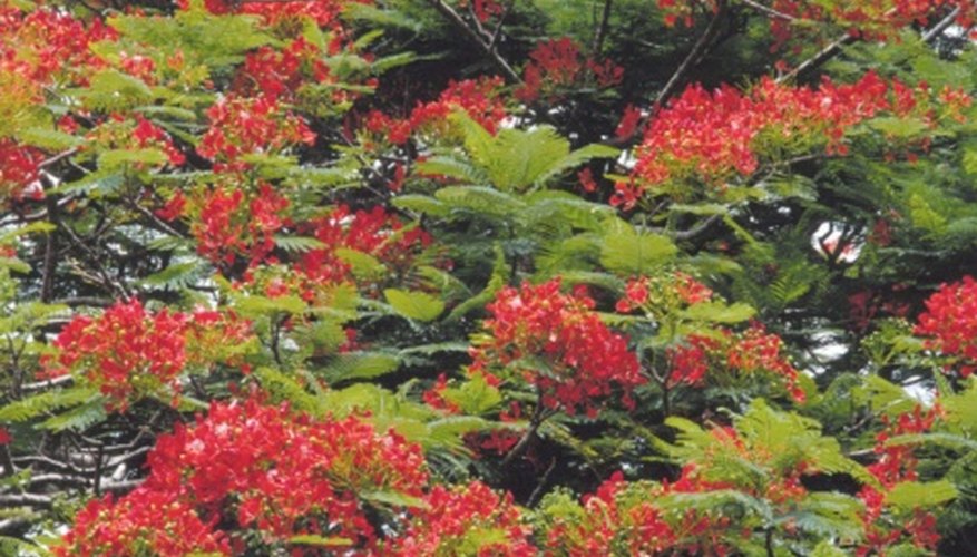 Depending on rainfall patterns, royal poinciana blooms with or without leaves present. Depending on rainfall patterns, royal poinciana blooms with or without leaves present.
