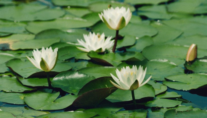 Many animals eat some part of the water lily. Many animals eat some part of the water lily.