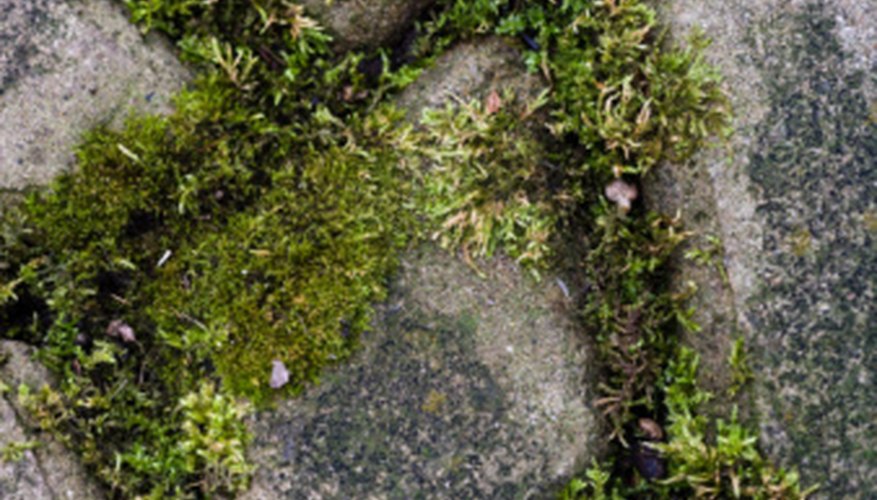 Moss grows well even on difficult terrain. Moss grows well even on difficult terrain.