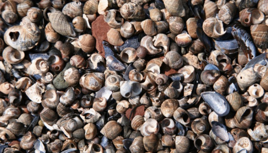 Clean your seashells before adding them to your collection. Clean your seashells before adding them to your collection.