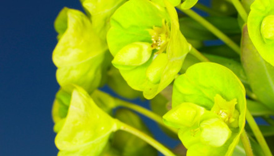 Typically, prune the flowering branches of a euphorbia after it blooms. Typically, prune the flowering branches of a euphorbia after it blooms.