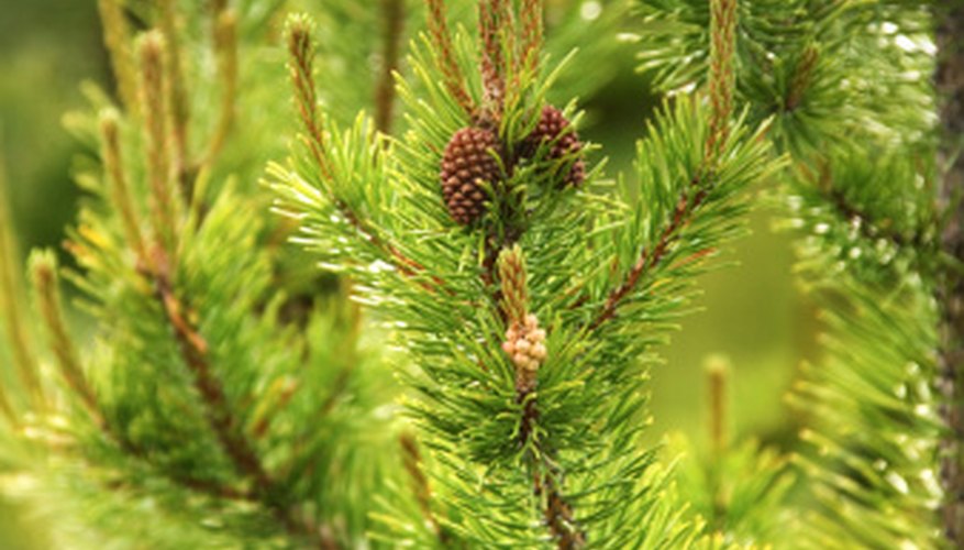 Developing cones on a pine tree Developing cones on a pine tree