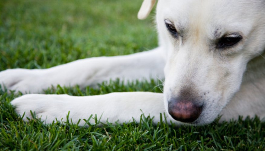 Dog spots are caused by chemicals in a dog's urine. Dog spots are caused by chemicals in a dog's urine.