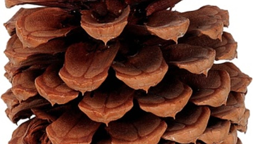 Scented pine cones can brighten your home during the holidays. Scented pine cones can brighten your home during the holidays.
