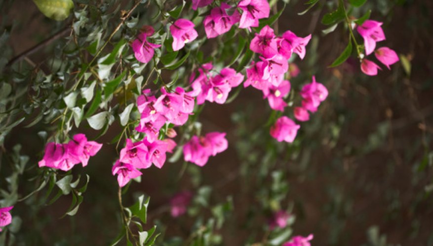 Bougainvillea is not a tasty treat for deer. Bougainvillea is not a tasty treat for deer.