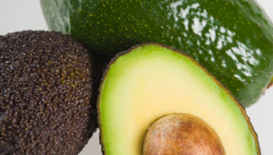 Healthy avocado trees produce a prolific harvest. Healthy avocado trees produce a prolific harvest.