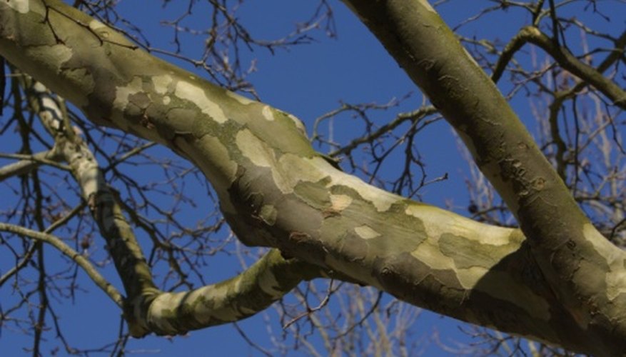 Sycamore bark has a distinctive pattern. Sycamore bark has a distinctive pattern.