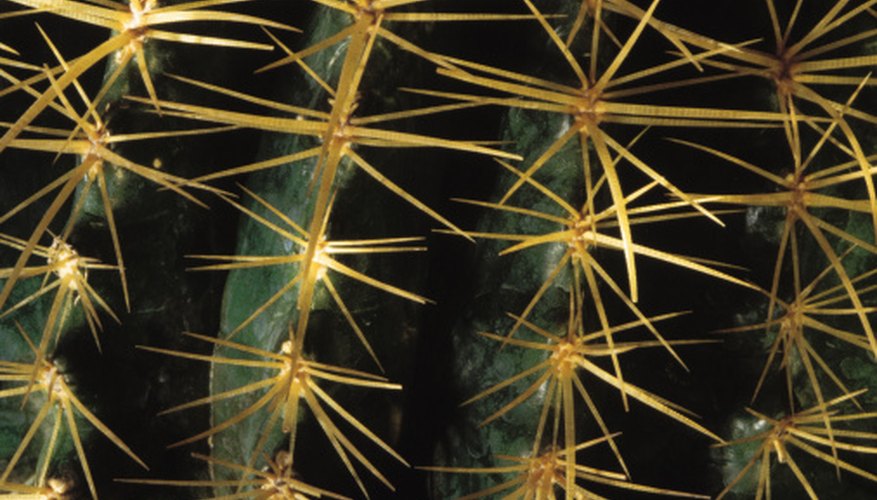 Areoles, the small bumps holding spines, are unique to cactus. Areoles, the small bumps holding spines, are unique to cactus.