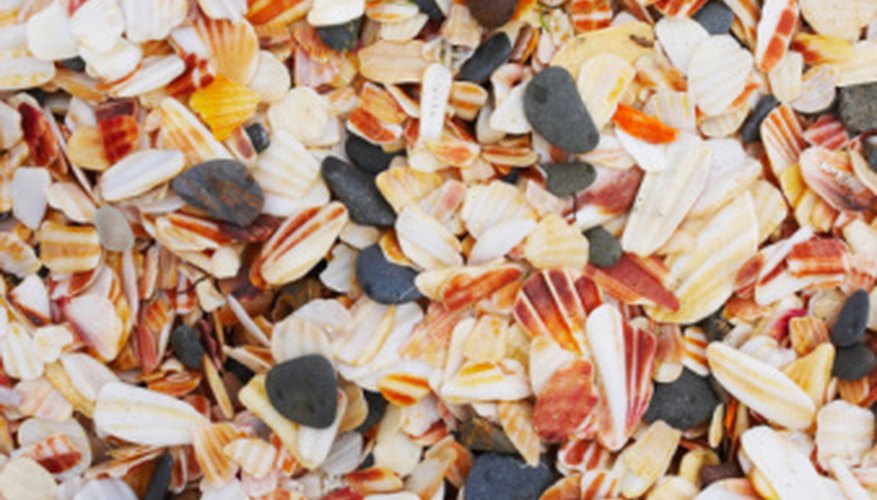Shells can be transformed and used with many crafts. Shells can be transformed and used with many crafts.
