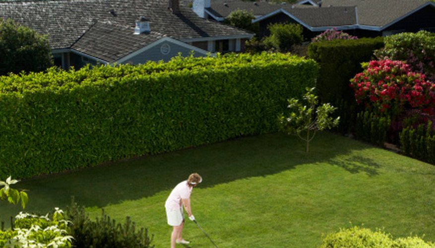 A dense hedge makes a beautiful screen shielding you from noise and prying eyes. A dense hedge makes a beautiful screen shielding you from noise and prying eyes.