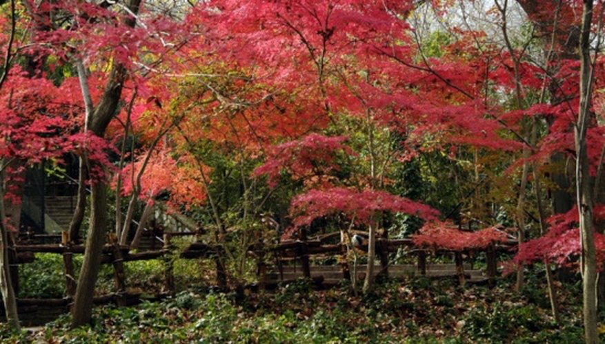 Growing several varieties of Japanese maples together creates a riot of color. Growing several varieties of Japanese maples together creates a riot of color.