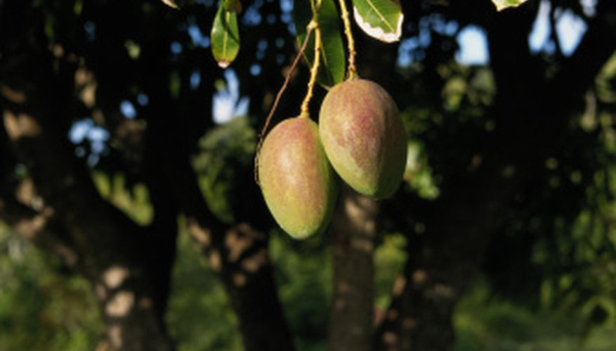 Mango trees are native to India. Mango trees are native to India.