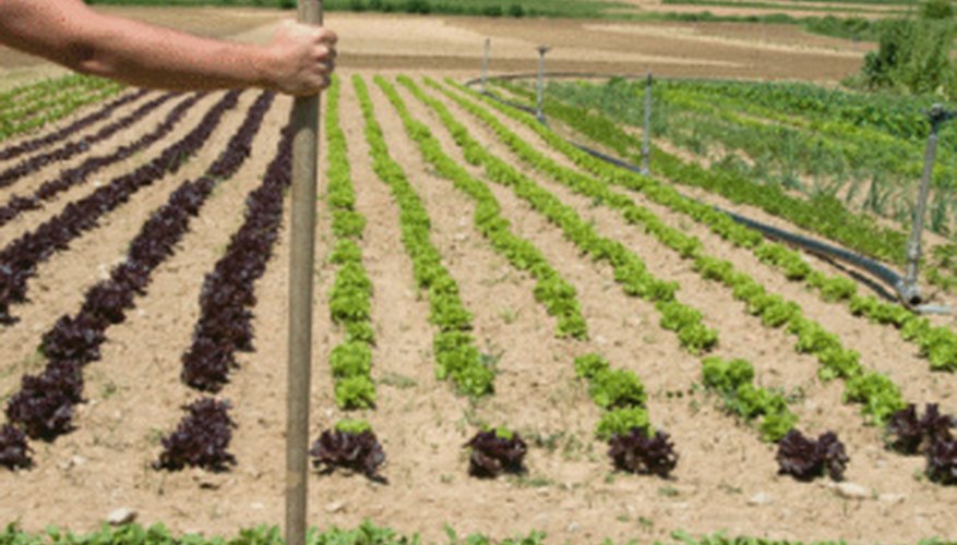 Soil in a vegetable garden requires regular cultivation to discourage weeds.. Soil in a vegetable garden requires regular cultivation to discourage weeds..
