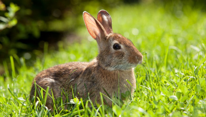 Rabbits, squirrel, moles, voles, chipmunks, rats and mice are considered rodents. Rabbits, squirrel, moles, voles, chipmunks, rats and mice are considered rodents.