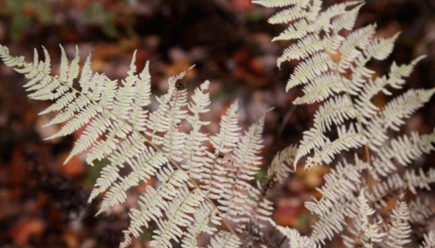 Ferns Ferns