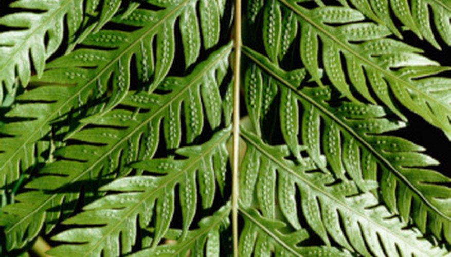 Ferns are perennials in USDA zones 9 through 11. Ferns are perennials in USDA zones 9 through 11.