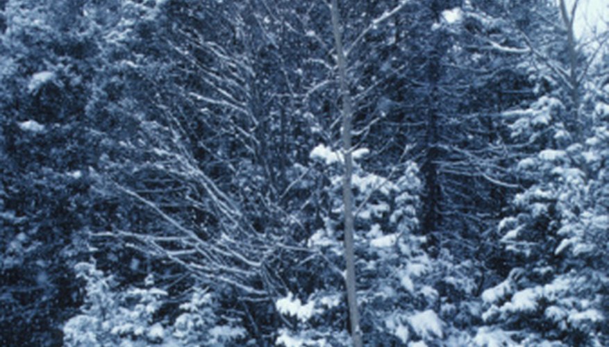 Snow accentuates the outdoor beauty of a white fir. Snow accentuates the outdoor beauty of a white fir.