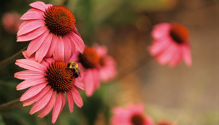 Birds, butterflies and bees flock to purple coneflowers. Birds, butterflies and bees flock to purple coneflowers.