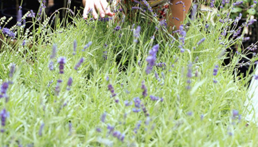 You can grow and sell lavender to be used in the making of potpourri. You can grow and sell lavender to be used in the making of potpourri.